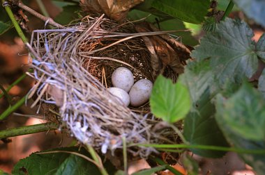 Yumurtalı kuş yuvası.