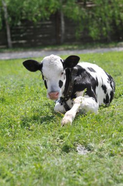 bir buzağı portresi