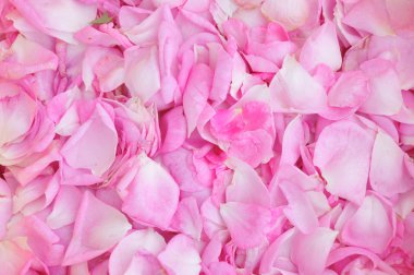 pembe gül yaprakları