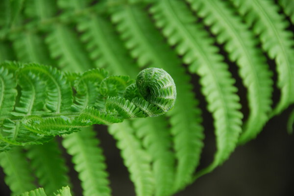 young fern in spring