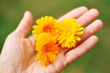 Calendula çiçek avuç