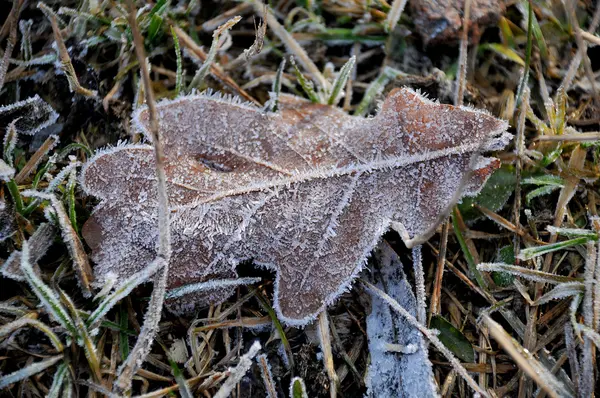 Frost auf einem Stück — Stockfoto