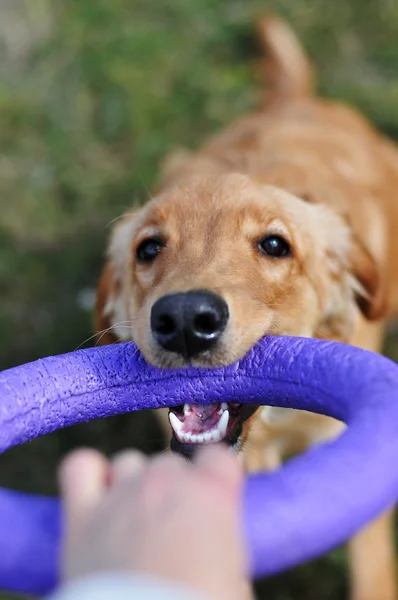 Собака грає з кільцем — стокове фото