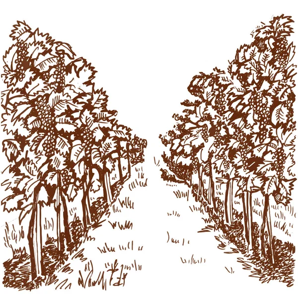 Üzüm üzümü vektör illüstrasyonu. Üzüm ağaçlarından oluşan bir ara sokak. Üzüm çeşitliliği çizim perspektifi