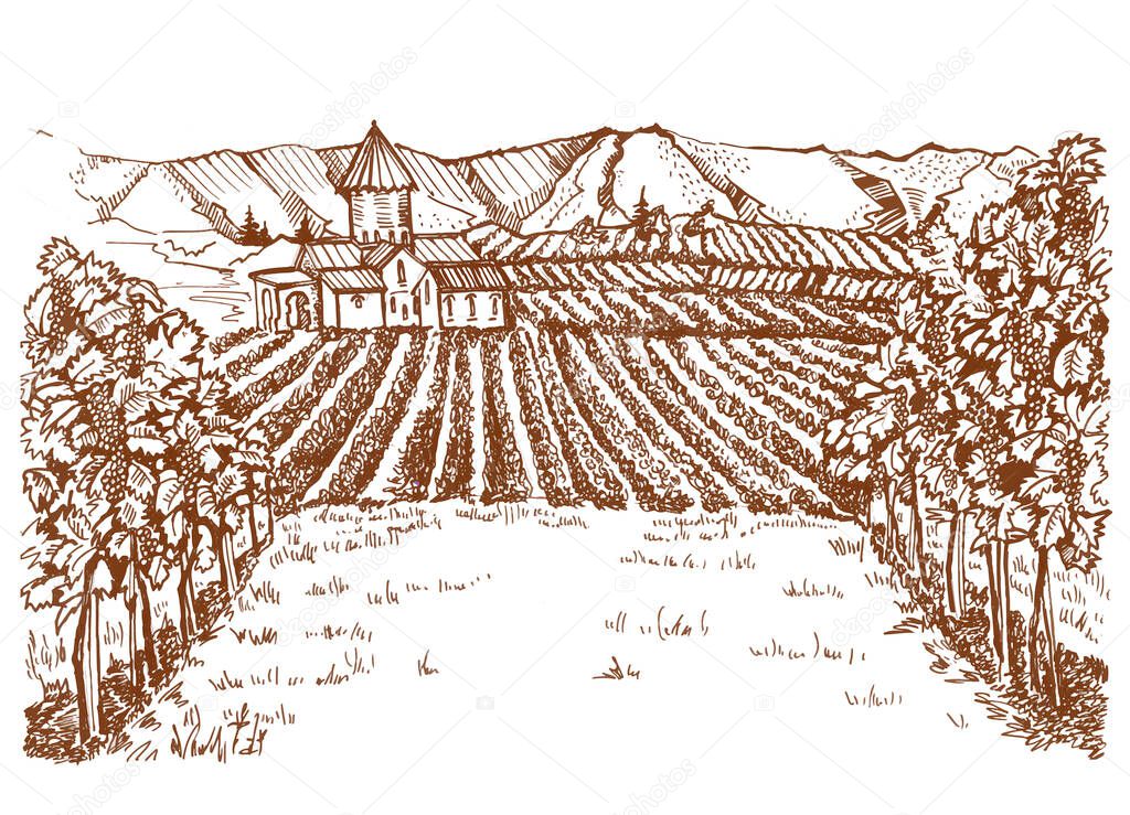 Vineyards panorama in retro style. Drawing of vineyards in the south. Fields with vines and a house in the background