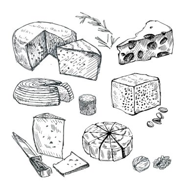 Farklı örneklerin sert peynirleri. Retro tarzda peynir çizimi. Otlu peynir vektör illüstrasyonu