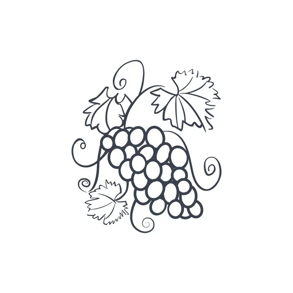 Üzüm logosu. Yapraklı bir sarmaşık. Üzüm demeti çizimi