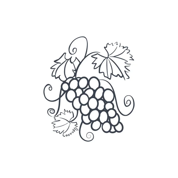 Üzüm Logosu Yapraklı Bir Sarmaşık Üzüm Demeti Çizimi Telifsiz Stok Vektörler