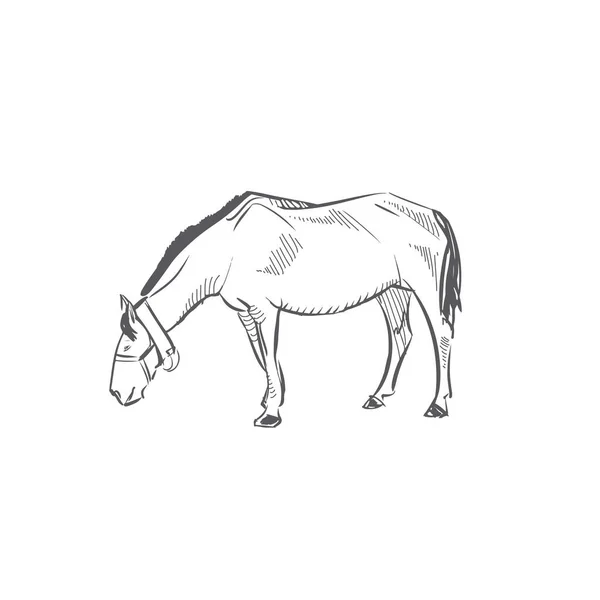 Desenho de mula Stock Photos, Royalty Free Desenho de mula Images