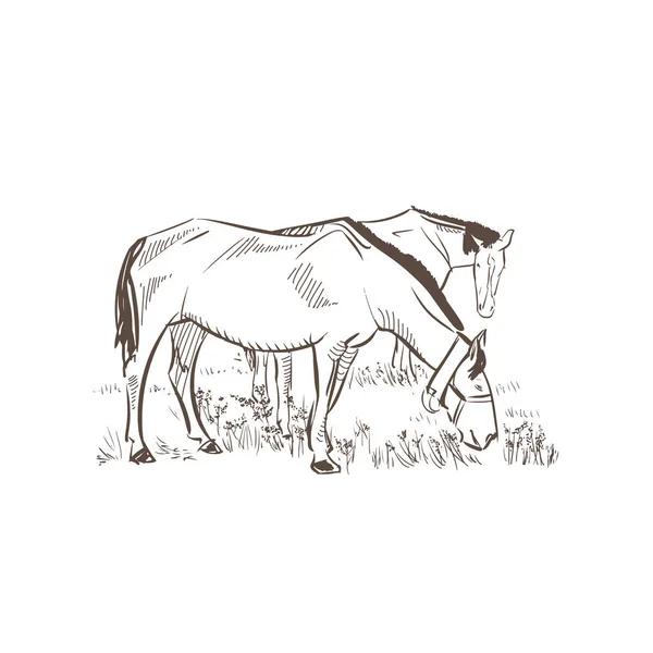 Коні Пасуть Ілюстрації Коні Їдять Траву Ескізному Полі Пасовище Кінній — стоковий вектор