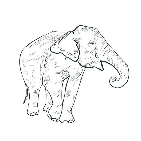 Sloní Skica Slon Bílém Pozadí Ilustrace Stock Vektory