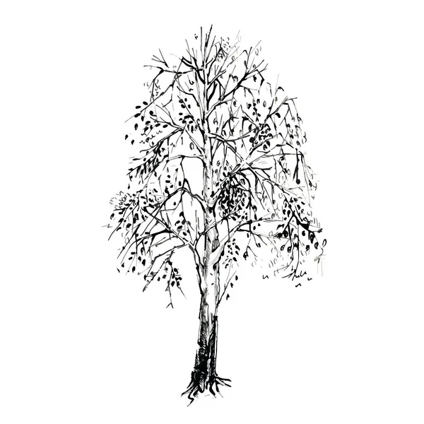 Březová Kresba Bílém Pozadí Kresba Stromu Strom Listy Létě Skica Royalty Free Stock Ilustrace