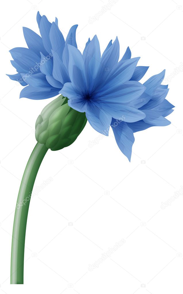 Big blue cornflower  on a green stem.
