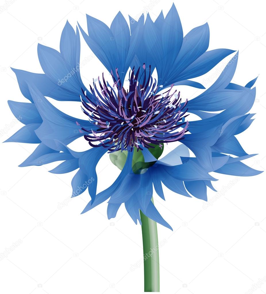 Big blue cornflower.