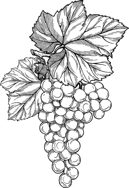 Rama de uva con racimo de uvas y hojas . — Vector de stock