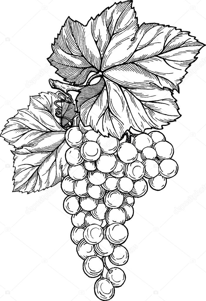 Grape branch with bunch of grapes and leaves.