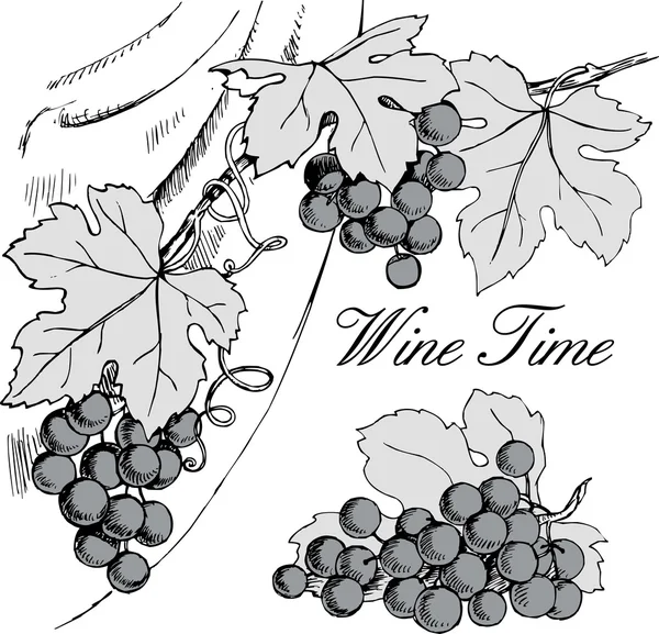 Grape branches with bunches of grapes and leaves. — Stock Vector