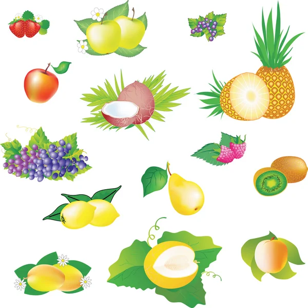Images vectorielles des fruits . — Image vectorielle