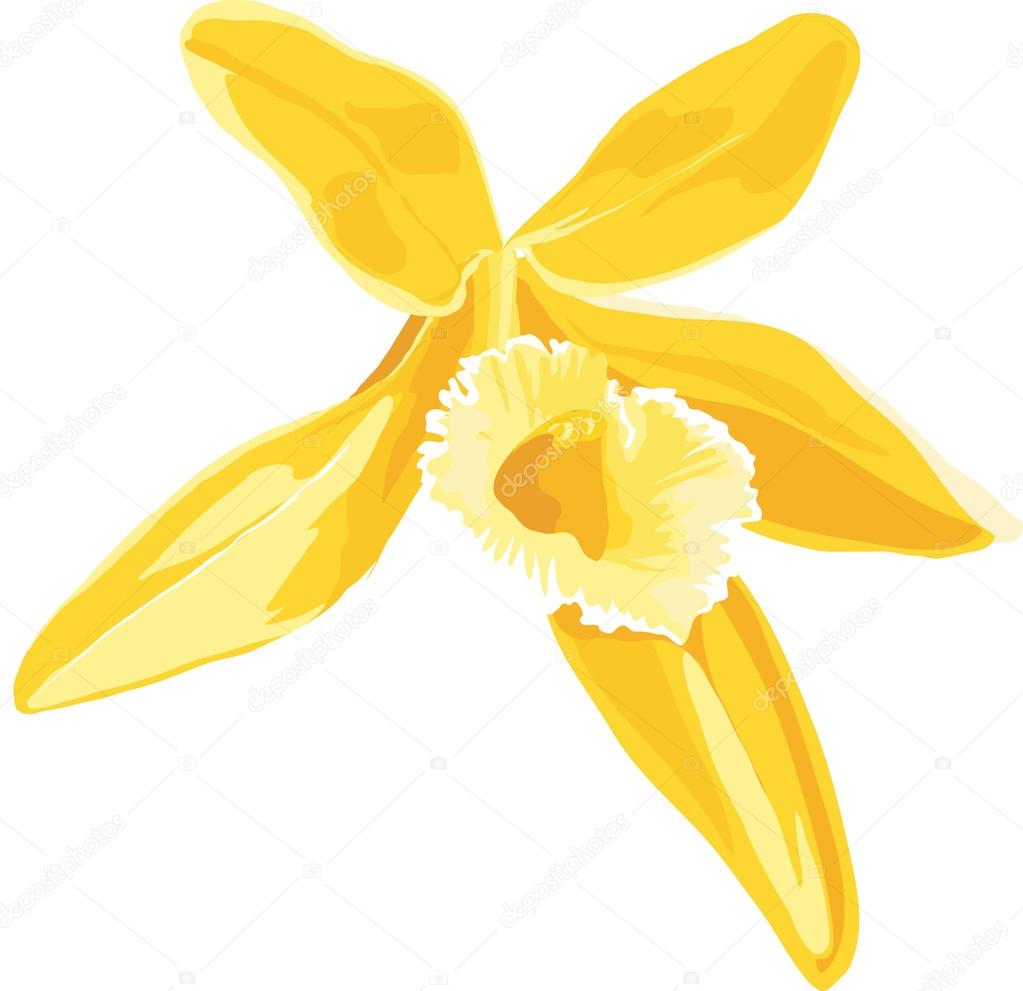 Illustration of a yellow flower of vanilla.