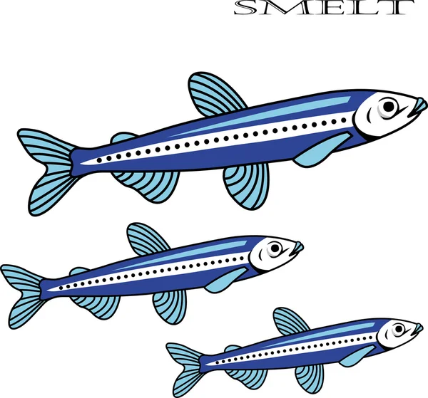 Smelt fishes cartoon vector illustration. — Stock Vector