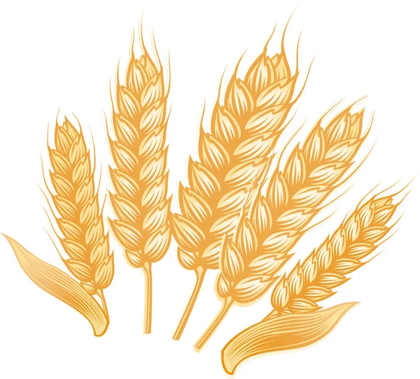 Several ripe wheat ears. — Stock Vector