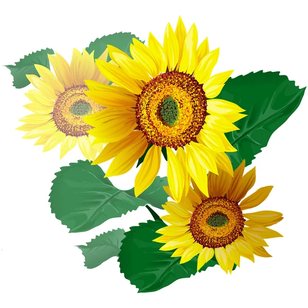 Sonnenblumen Vektor Illustration. — Stockvektor