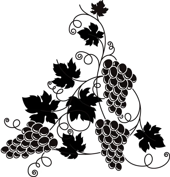 Grape branch with bunch of grapes and leaves. — Stock Vector