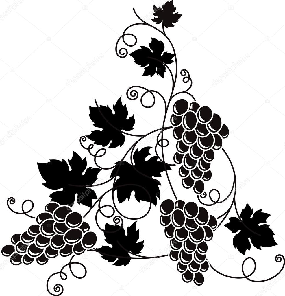 Grape branch with bunch of grapes and leaves.