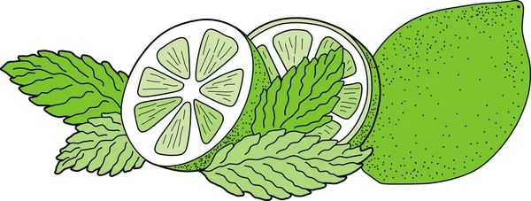 Lime verte à la menthe — Image vectorielle
