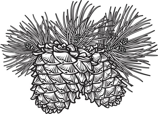 两个松果用针 — 图库矢量图片
