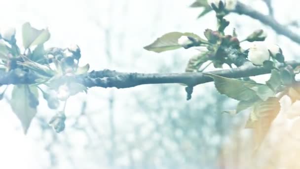 Ramo de flores de cereja com belo Bokeh Vídeos De Bancos De Imagens Sem Royalties