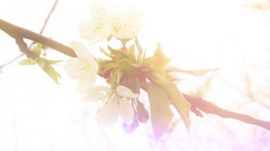 Kiraz çiçekleri bahar güneşli Şubesi.