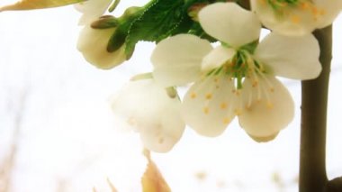 Mavi gökyüzü üzerinde çiçeklenme kiraz ağacı closeup