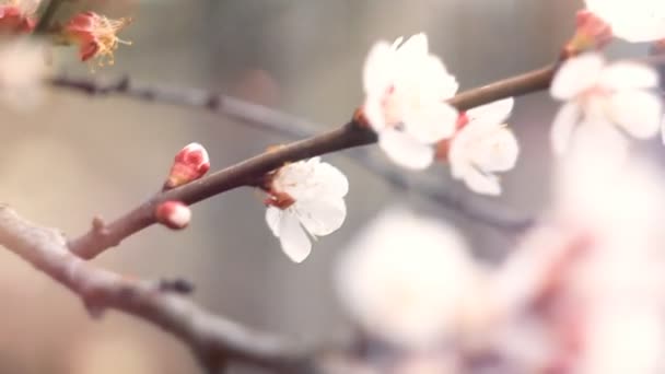 Fantastiska blommande aprikosträd — Stockvideo