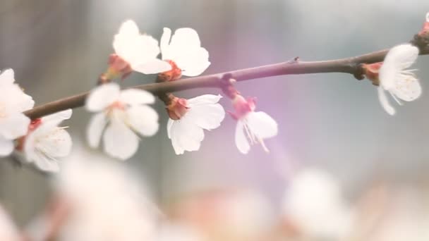 Flores de albaricoque rosa floreciendo en primavera . — Vídeos de Stock