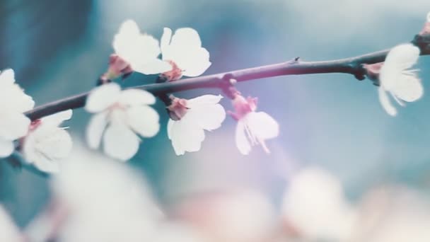 Rosa Aprikosenblüten blühen im Frühling. — Stockvideo