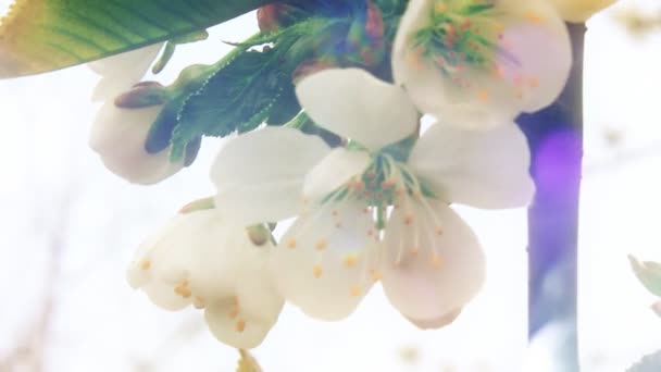 Imagens mais bonitas da Natureza Primavera da Europa — Vídeo de Stock