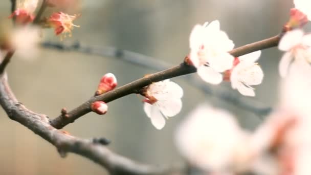 Cena bonita da natureza da mola com flores Filmagem De Bancos De Imagens Sem Royalties