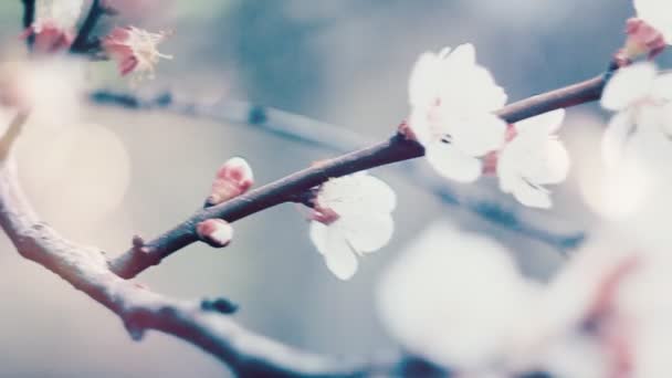 Csodálatos virágzás sárgabarack fa — Stock videók