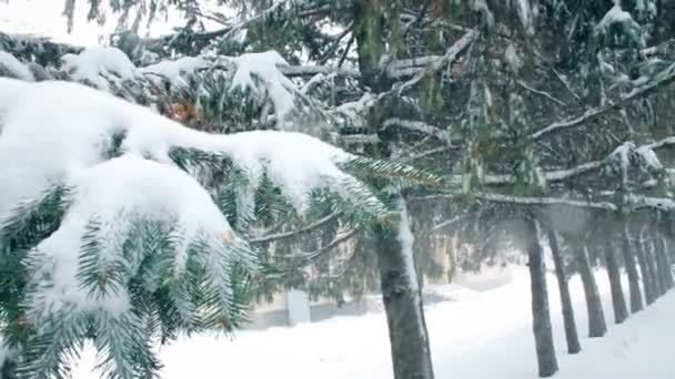 Neve pesada cai em torno de um pinheiro de abeto azul com ramos cobertos de neve . — Vídeo de Stock