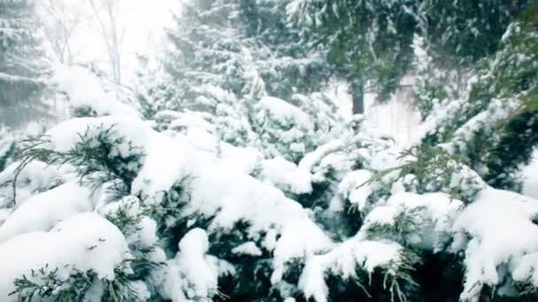 Vind väcker de grenar av den Fir, tung snö, vinter — Stockvideo