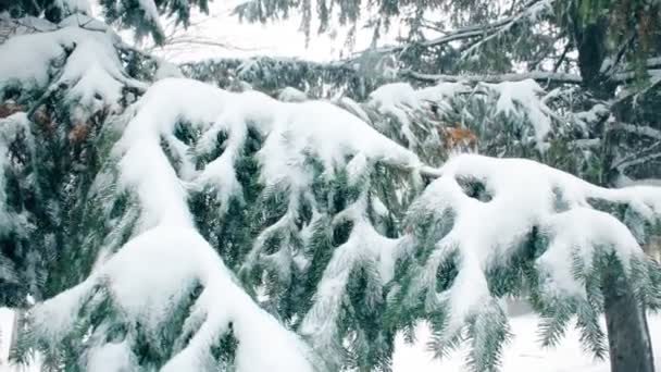 Tung snö faller runt en blå Gran tall med grenar täcks av snö. — Stockvideo