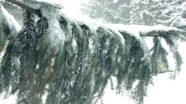 Neve pesada cai em torno de um pinheiro de abeto azul com ramos cobertos de neve. Wind Stirs Os Ramos do Fir frio, branco, tempo ventoso — Vídeo de Stock