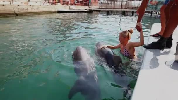 Woman and dolphins — Stock Video