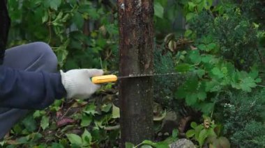 El testeresi ile ağaç dalını kesen bir elin yakın çekimi, bir bahçıvan bir ağacı veya bahçeyi hijyenik bir şekilde buduyor. Yüksek kalite 4k görüntü