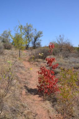 maun ve kırmızı yapraklı sonbahar manzarası
