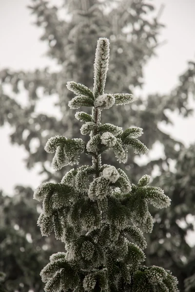 Snow covered Evergreen branch. Frost during winter