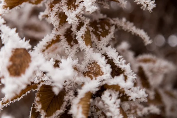 Braune gefrorene Blätter und Bäume symbolisieren den eisigen polaren Winter — Stockfoto