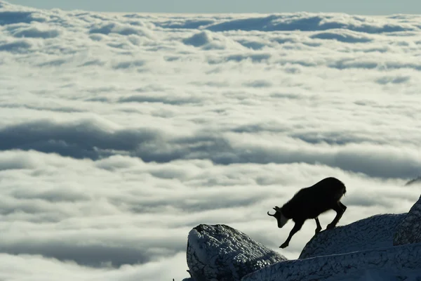 Kozice w górach Zdjęcie Stockowe