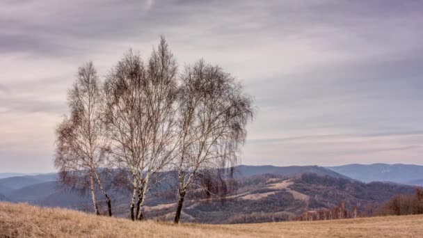 Árbol lapso de tiempo Eslovaquia — Vídeo de stock